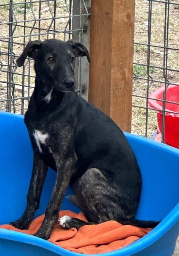 PERRO (♂) – Bild 5