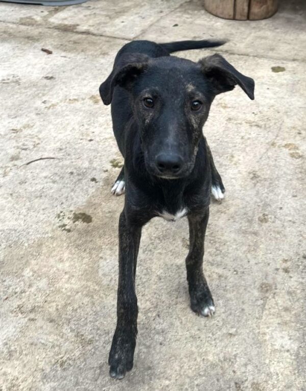 PERRO (♂) – Bild 2