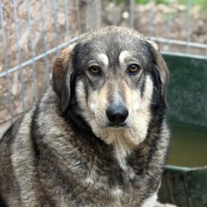 TERESA (♀) - seit Welpe an im Shelter