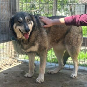 TERESA (♀) - seit Welpe an im Shelter