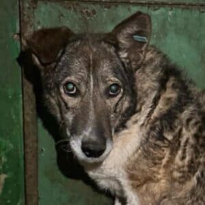 ROHAN (♂) - seit 2021 im Shelter