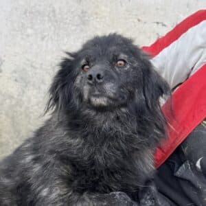 ANOUSCHKA (♀) - Notfall - vsl Stickertumor, behandelt (11/25)