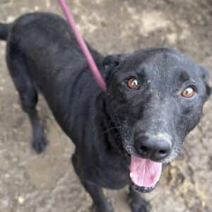 SIRIO - sehr verzweifelt - seelischer Notfall