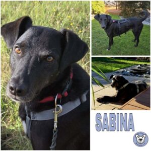 SABINA (♀) in 31157 Sarstedt