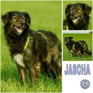 JASCHA (♂) in 58256 Ennepetal