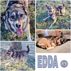 EDDA (♀) in 64846 Groß-Zimmern