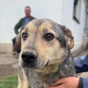 TACCA (♂)