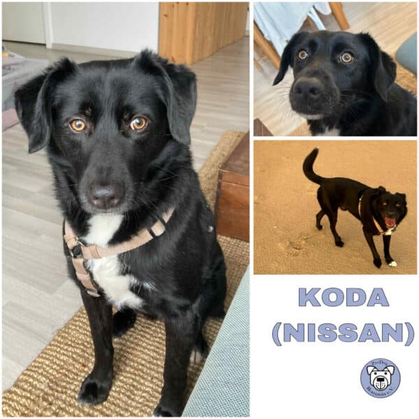 KODA (NISSAN) (♂) in 65239 Hochheim