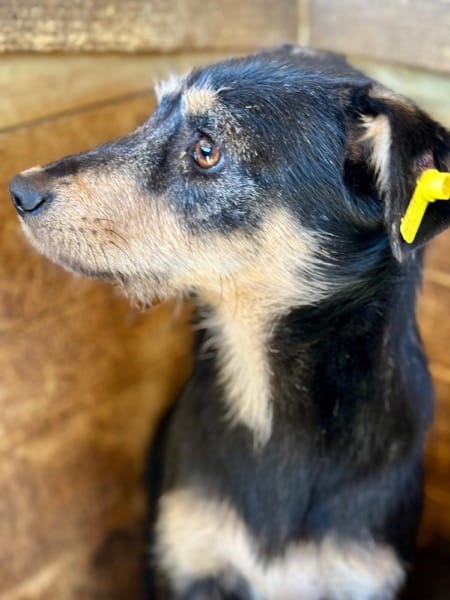 ALEIKA (♀) – Bild 2