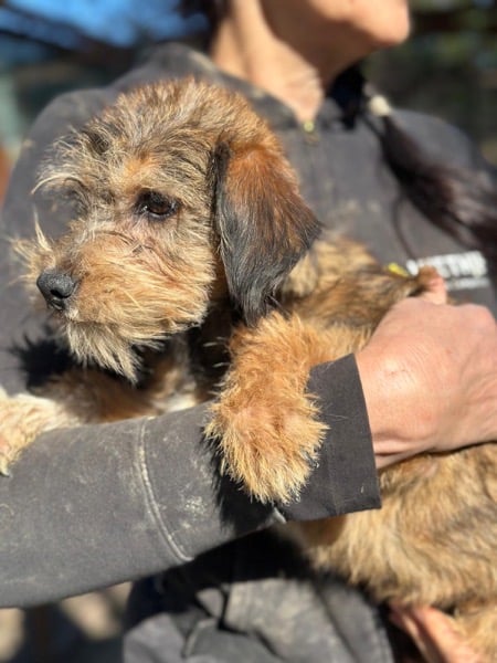 NICKY (♀) – Bild 5