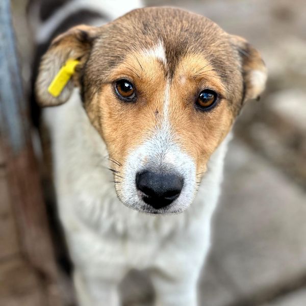 SIDNEY (♂) - Seelischer Notfall - kommt nicht gut zurecht im Shelter- sollte zeitnah reisen! - reist auf PDR PS im PLZ Bereich 55 (SD 26/10)