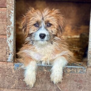 POLLY (♀) - reist auf PDR PS im PLZ Bereich 35 (JW 12/11)