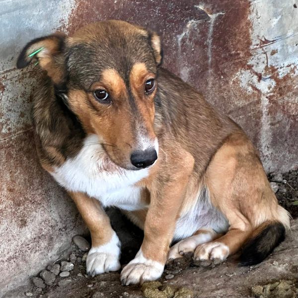 FRIEDL (♂) - Notfall - Angstschnapper - Mobbingopfer - muss schnell raus, um zu überleben!