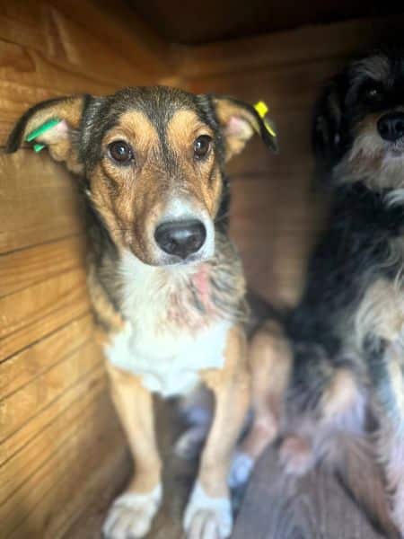 FRIEDL (♂) - Notfall - Angstschnapper - Mobbingopfer - muss schnell raus, um zu überleben! – Bild 7