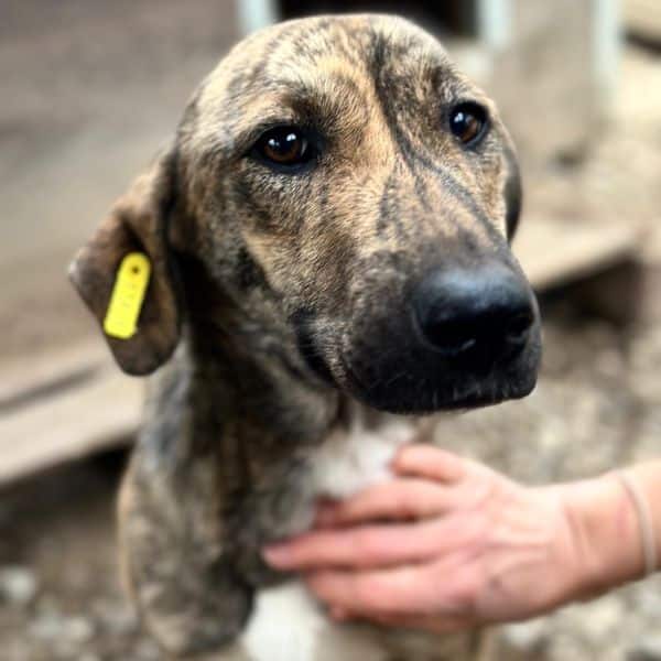 CARAMELA (♀) - reserviert Projekt Tierschutz (GC 28/10)