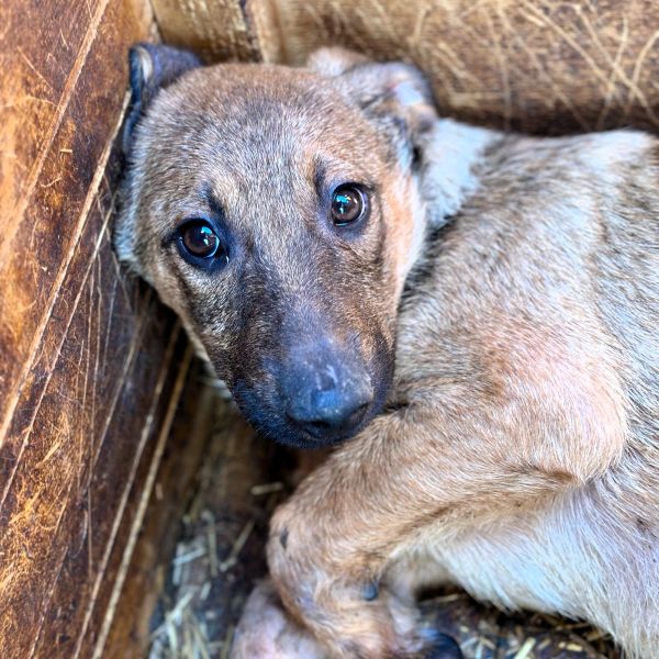 R3JPLK451 (♂) - wird unsicher - Angstschnapper - sollte zeitnah reisen!