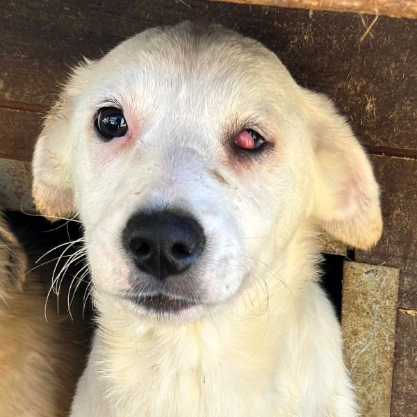 WOLKE (♀) - medizinischer Notfall - Cherry Eye - sollte zeitnah reisen!