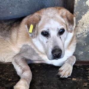 LORE  (♀) - NOTFALL - blind - sehr übergewichtig - gebrochenes Bein - sollte zeitnah reisen!