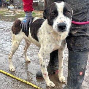 FINTAN (♂) - Notfall - zu dünn - Wunde am rechten Vorderbein - sollte zeitnah reisen!