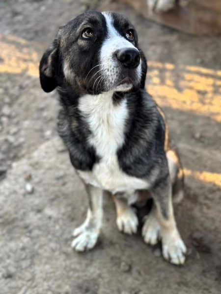 SANTIANO (♂) – Bild 9