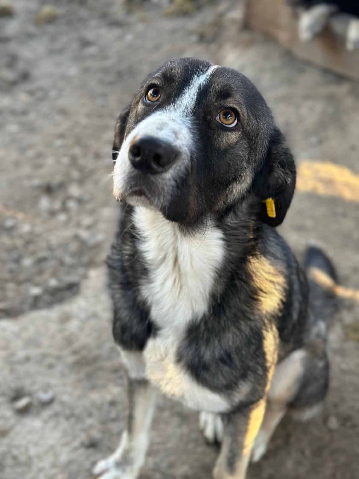 SANTIANO (♂) – Bild 10