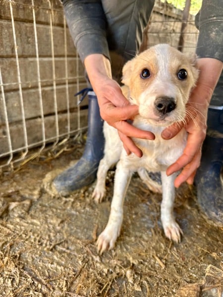 H7PLK436/1 (♀) – Bild 5