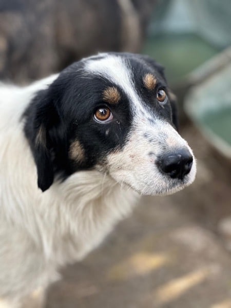 CADEAU (♂) – Bild 3