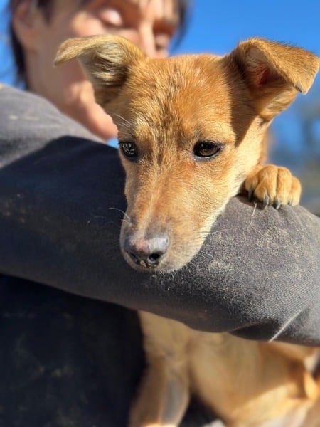 H3CCM4 (♀) – Bild 4