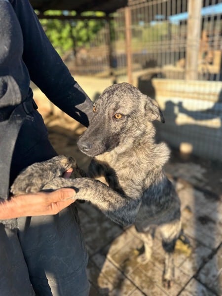 PHÖNIX (♂) – Bild 5