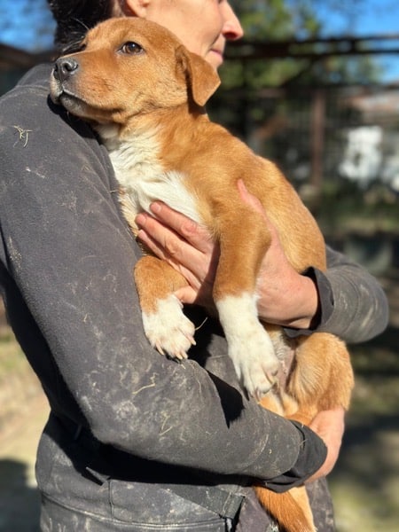 R5CCM4 (♂) – Bild 4