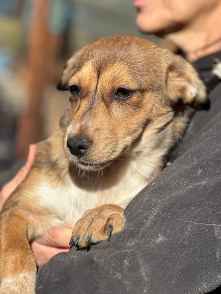 H9CCM4 (♀) – Bild 2