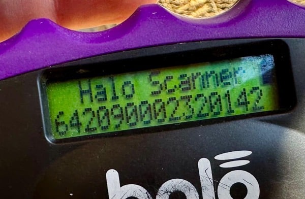 ALEIKA (♀) – Bild 5