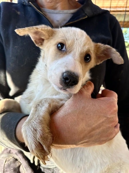 H7PLK436/1 (♀) – Bild 4