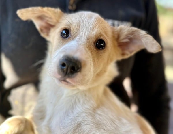 H7PLK436/1 (♀) – Bild 3