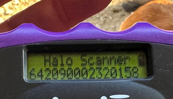 ADILE (♀) - reist auf PDR PS in PLZ 55 (SD 26.10.) – Bild 4