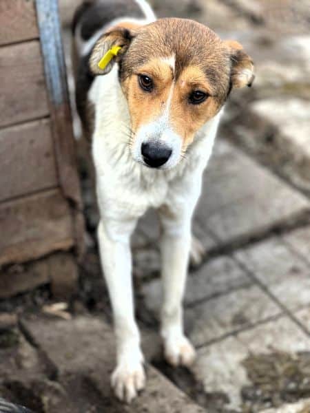 SIDNEY (♂) - Seelischer Notfall - kommt nicht gut zurecht im Shelter- sollte zeitnah reisen! - reist auf PDR PS im PLZ Bereich 55 (SD 26/10) – Bild 2