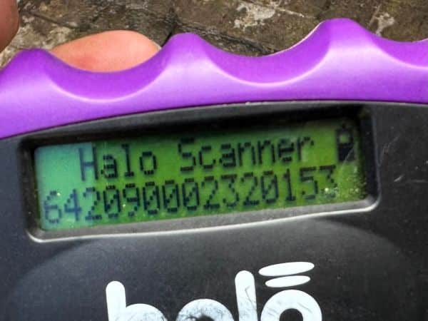 CHANTILLY (♀) – Bild 9