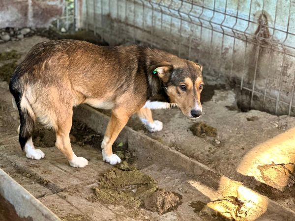 FRIEDL (♂) - Notfall - Angstschnapper - Mobbingopfer - muss schnell raus, um zu überleben! – Bild 2