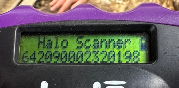 CARAMELA (♀) - reserviert Projekt Tierschutz (GC 28/10) – Bild 8