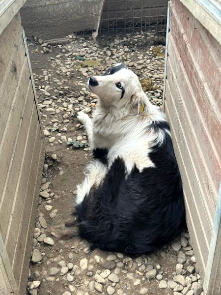 SILINA (♀) – Bild 2