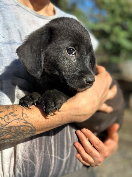 R1JPLK451 (♂) – Bild 2