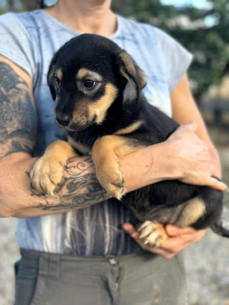 R2JPLK451 (♂) – Bild 2