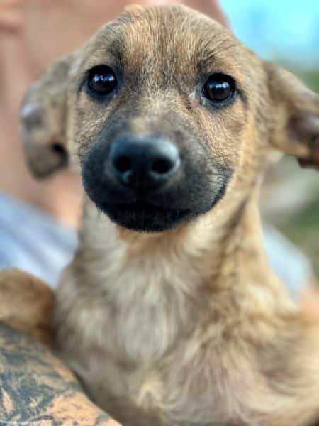 H3JPLK451 (♀) – Bild 2