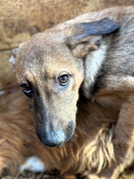 R3JPLK451 (♂) - wird unsicher - Angstschnapper - sollte zeitnah reisen! – Bild 2