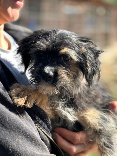 H1JPLK449 (♀) – Bild 2