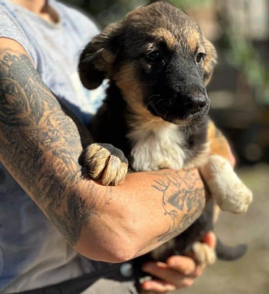 H2JPLK449 (♀) – Bild 2