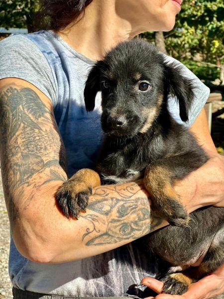 R1JPLK449 (♂) – Bild 2