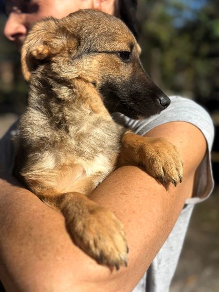 H4JPLK449 (♀) – Bild 2