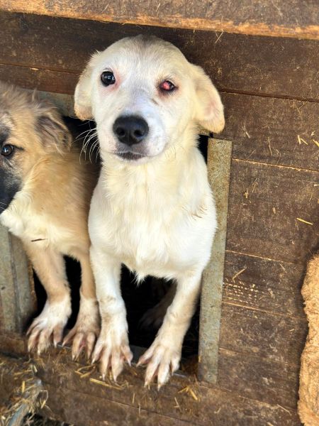 WOLKE (♀) - medizinischer Notfall - Cherry Eye - sollte zeitnah reisen! – Bild 2