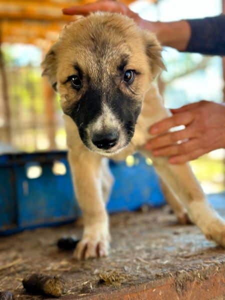 R1JPLK436/1 (♂) – Bild 2